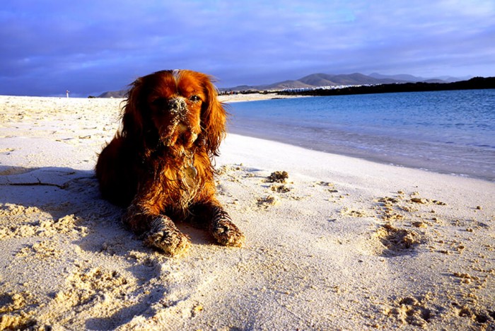 Paulo a adoré les plages de Fuerteventura !!