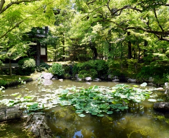 Il y a plusieurs parcs sur Kyoto aussi beaux les uns que les autres !