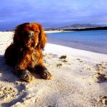Paulo a adoré les plages de Fuerteventura !!