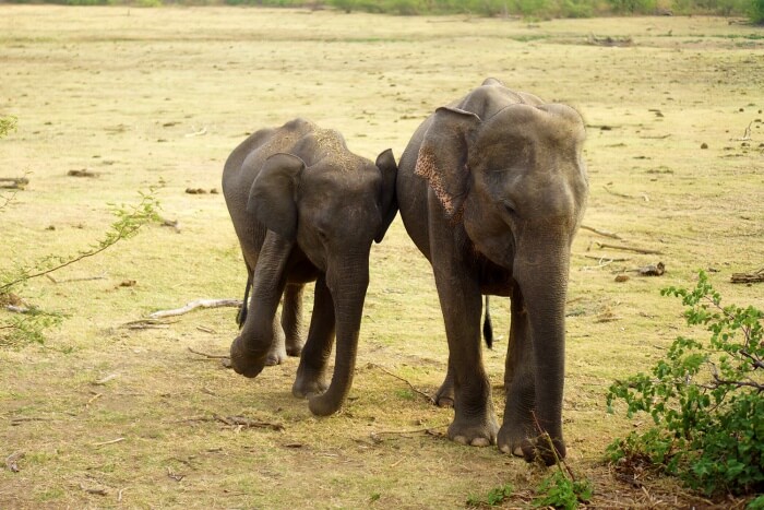 Nous avons pu observer plusieurs éléphants dans ce parc national.