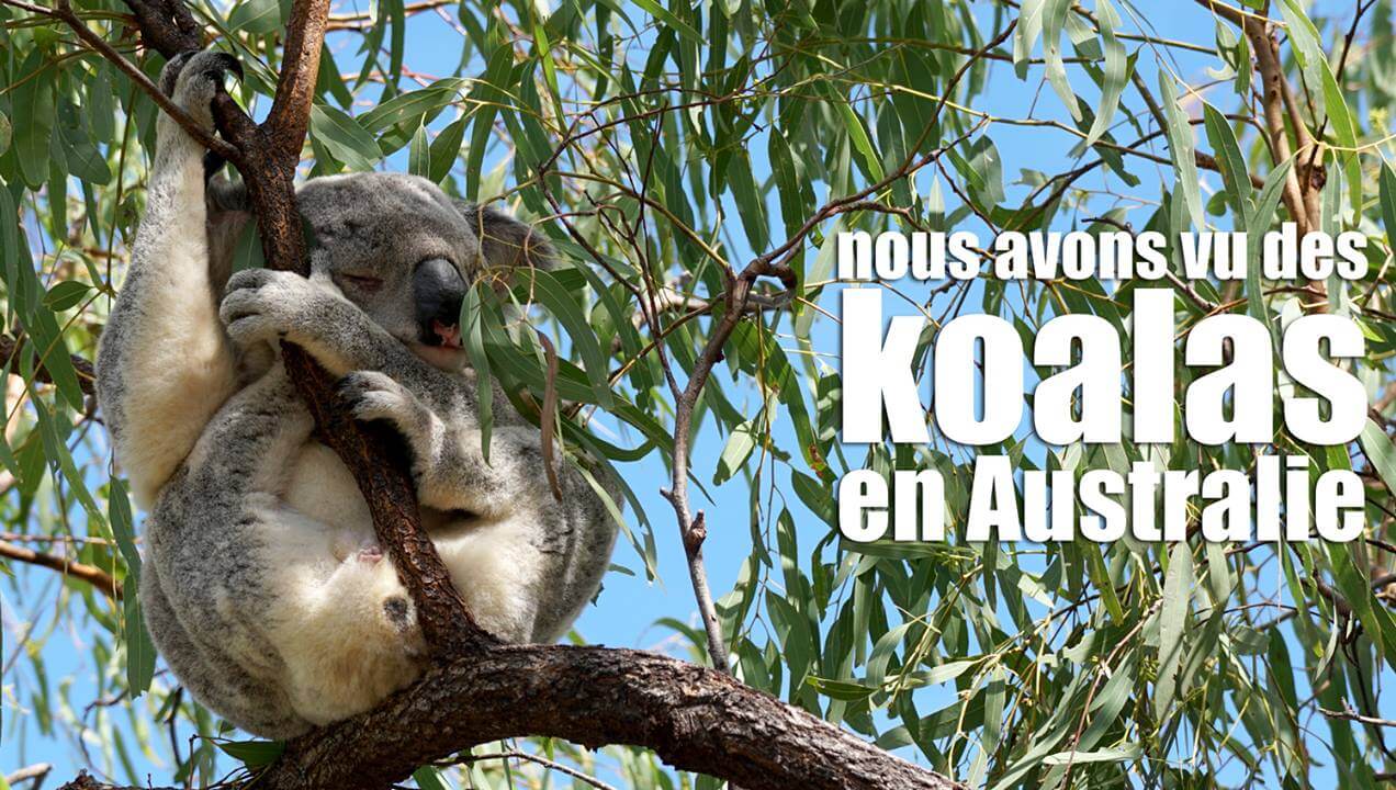 Aujourd’hui, nous avons vu des koalas (ou des « lolalas » comme dirait Éléanor !) dans…